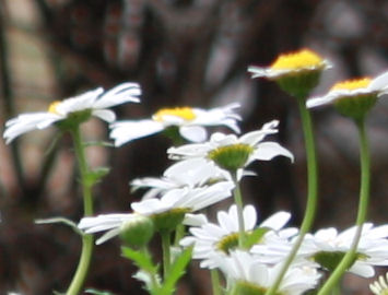 IMG_6993s.jpg