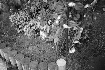 DSC_0081.jpg