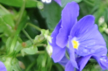 DSC_0083s.jpg
