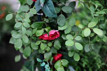 DSC_0084.jpg