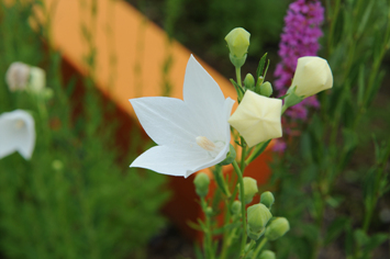 DSC_0311.jpg