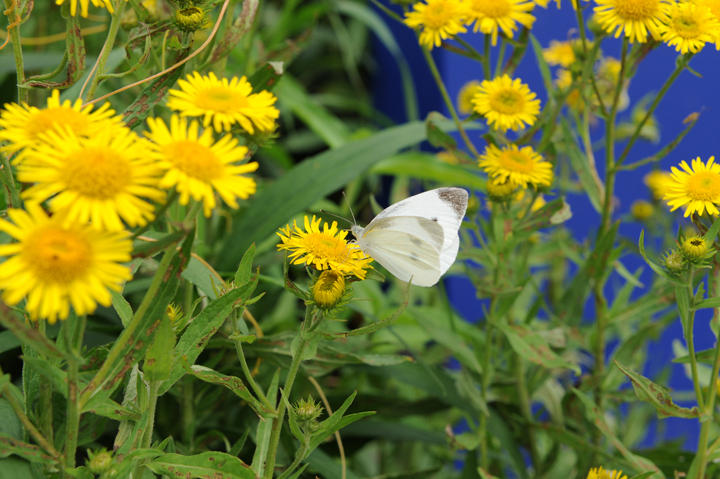 DSC_0351.jpg