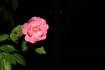 DSC_0365.jpg