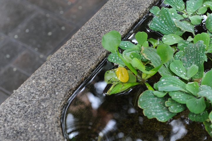 DSC_0492.jpg