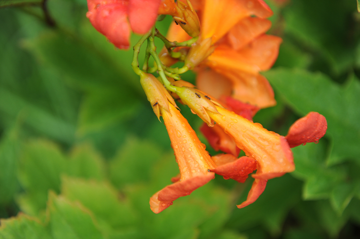 DSC_0508.jpg