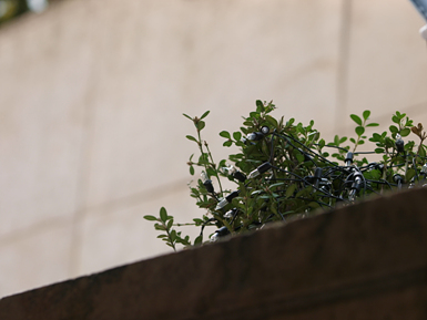 PA310065.jpg