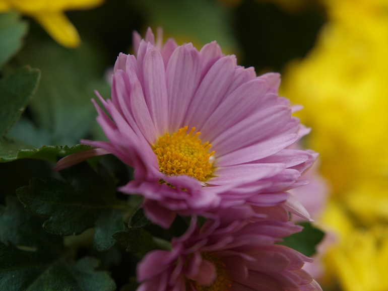 PA310070.jpg