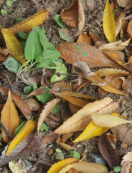 PA310078s.jpg