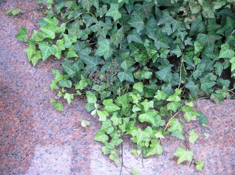 SANY0007.jpg