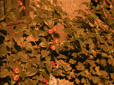 SANY0009.jpg