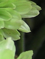 SANY0022s.jpg