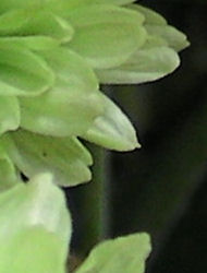 SANY0023s.jpg