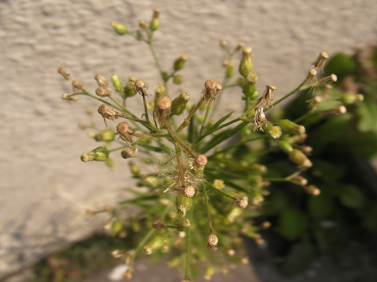 SANY0070.jpg