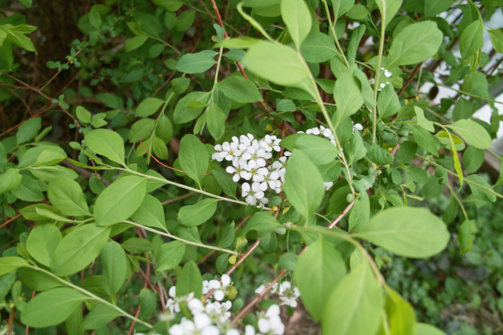 SDIM0019.jpg