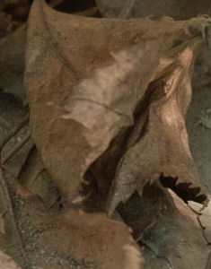 SDIM0110s.jpg