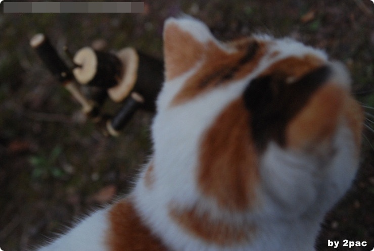 DSC_0032.jpg