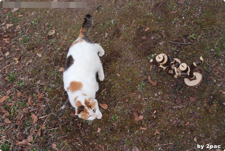 DSC_0049.jpg
