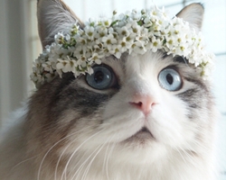 꽃냥이