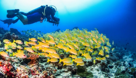(스압) 똑딱이로 찍은 몰디브 수중사진 - 소니 알백삼