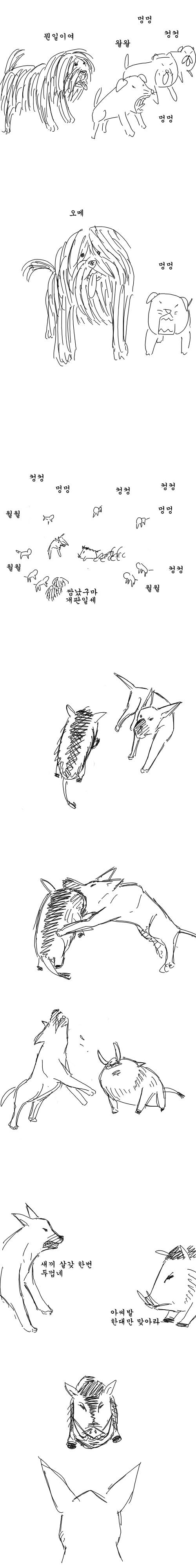 dog11.jpg